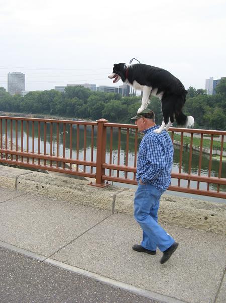 Head dog man - pichars.org